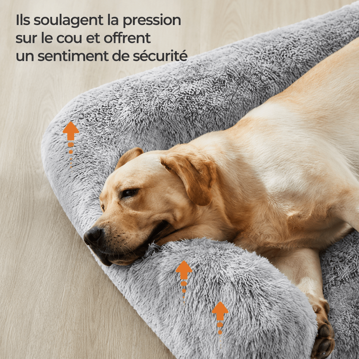 panier chien design