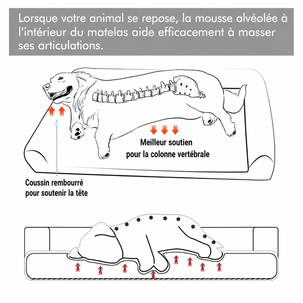 panier de luxe pour chien