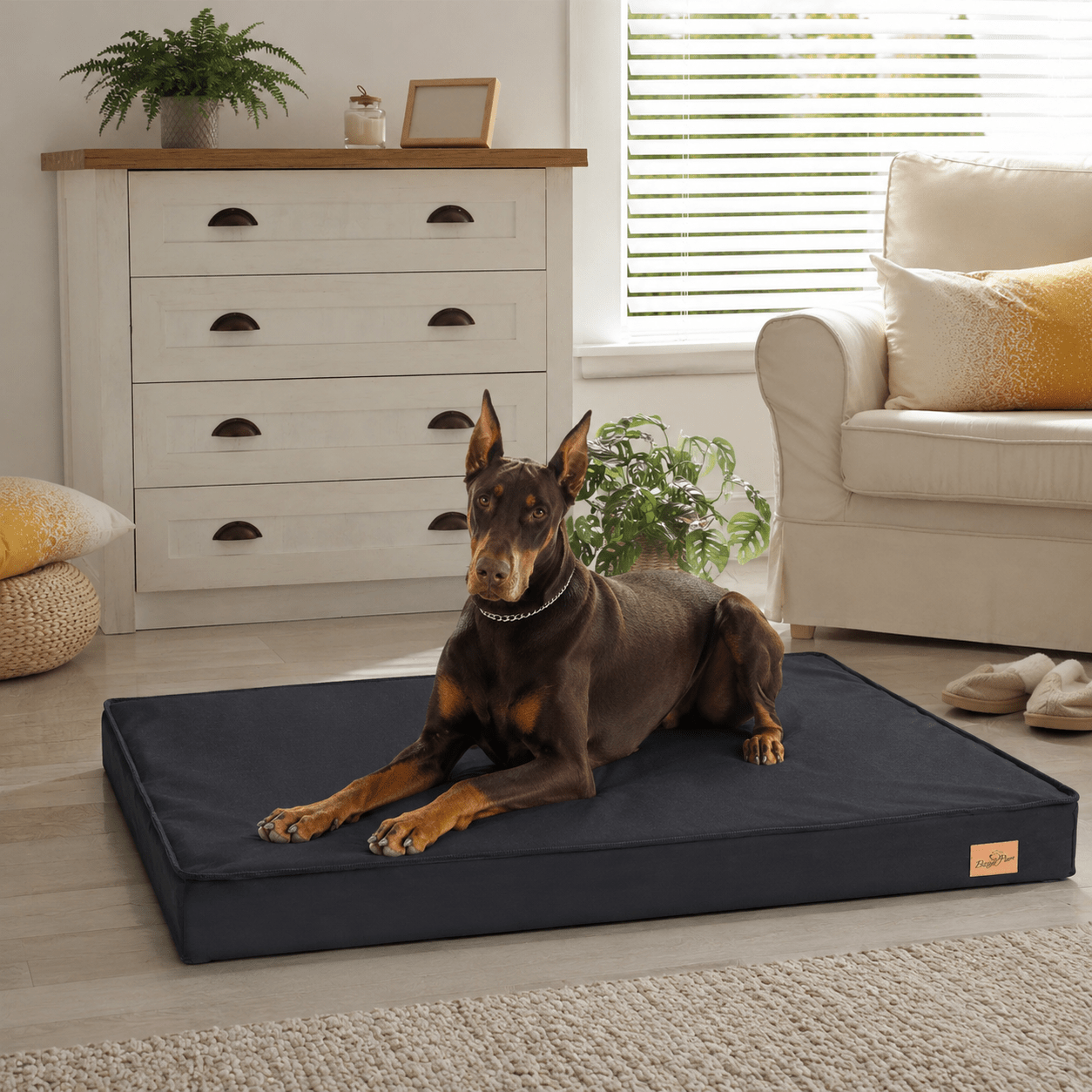 panier orthopédique chien