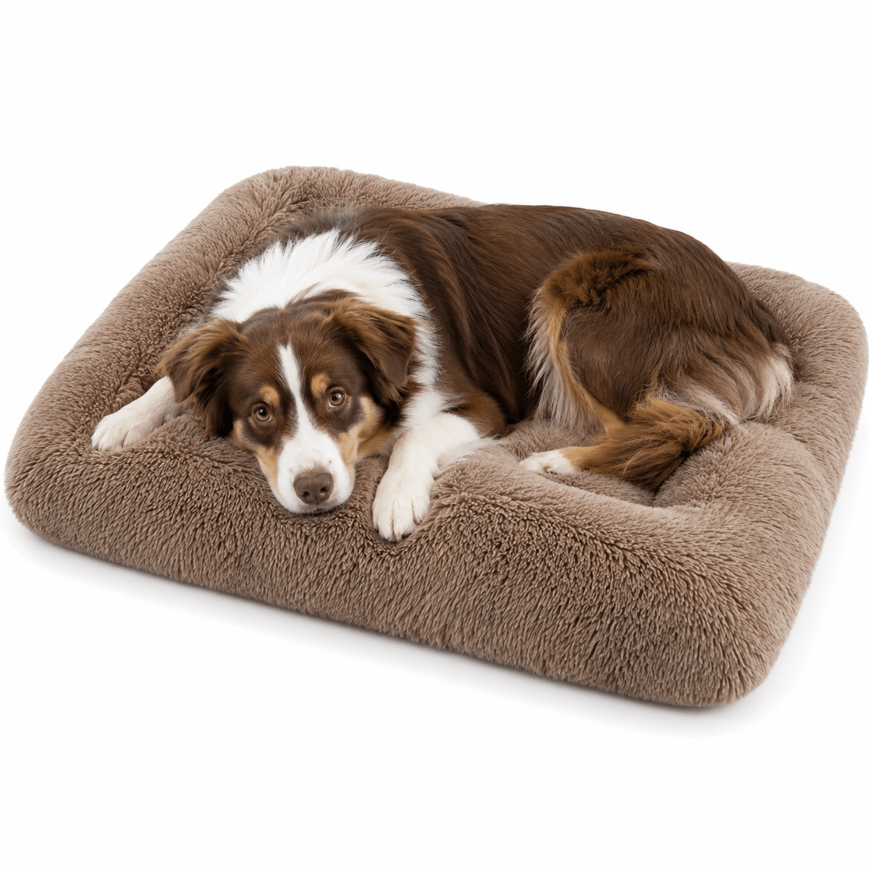 coussin beige panier chien