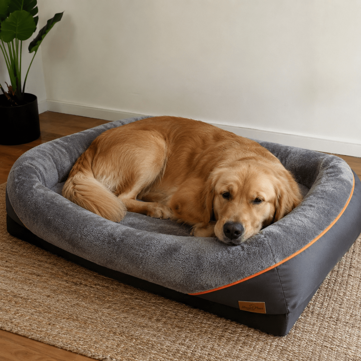 panier orthopédique chien